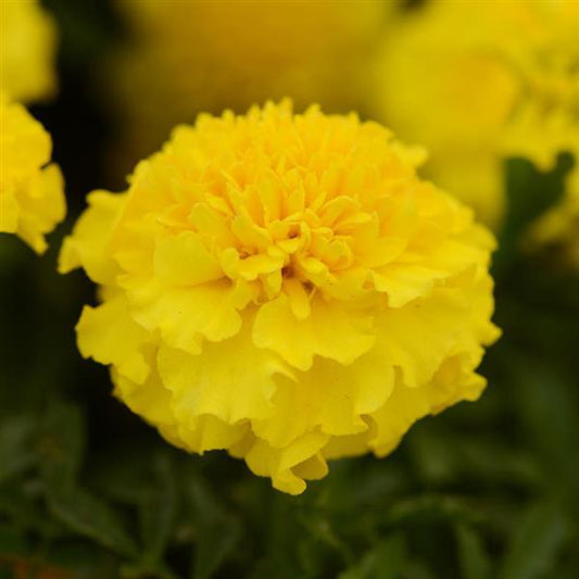 Marigold Seeds French Marigold Hot Pak™ Yellow