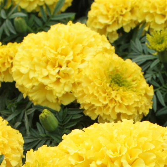 Marigold Seeds African Marigold Little Duck Yellow 1,000 Seeds