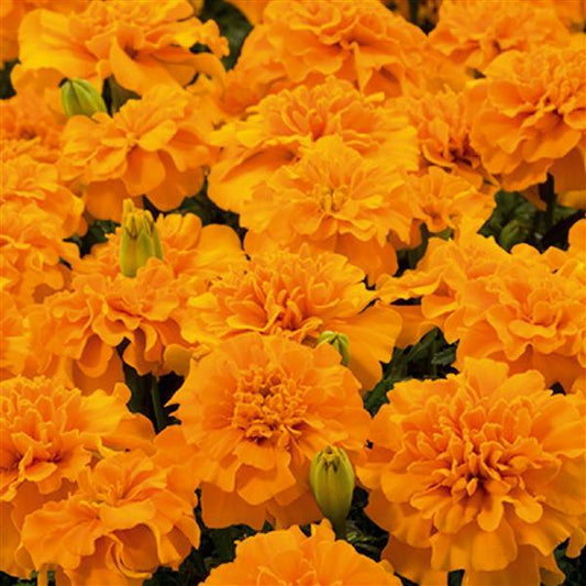 Marigold Seeds African Marigold Little Duck Orange 1,000 Seeds