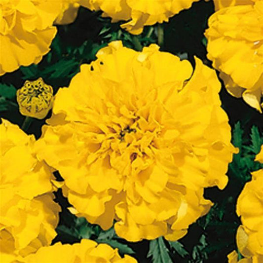 Marigold Seeds French Marigold Little Hero Yellow