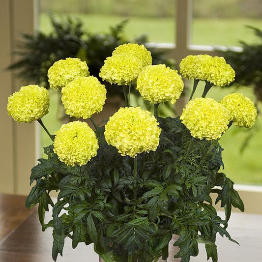 Marigold Seeds African Marigold Nosento Limegreen 1,000 Seeds Cut Flower