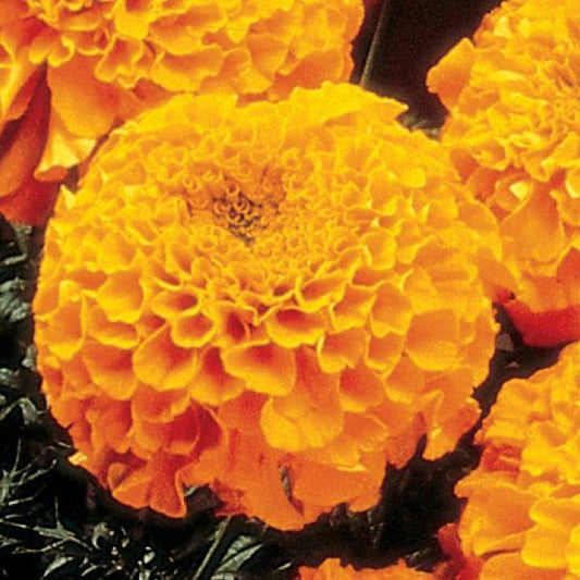 Marigold Seeds African Marigold Perfection Orange 1,000 Seeds