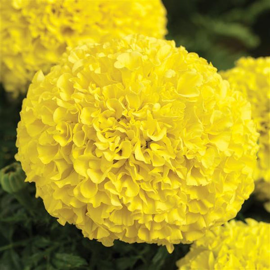 Marigold Seeds African Marigold Perfection Yellow 1,000 Seeds