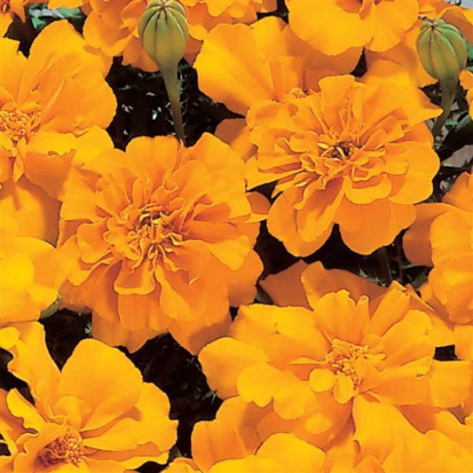 Marigold Seeds Marigold Safari Orange 1,000 Seeds