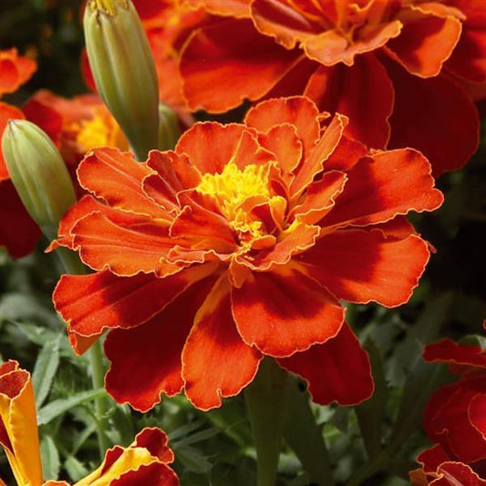 Marigold Seeds Marigold Safari Red 1,000 Seeds
