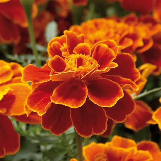 Marigold Seeds Marigold Safari Scarlet 1,000 Seeds