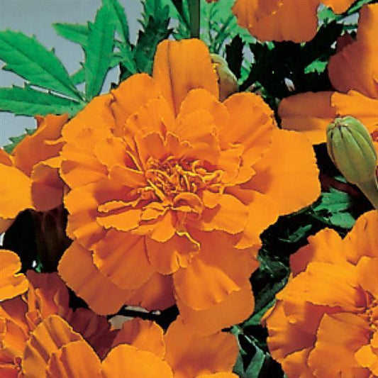 Marigold Seeds Marigold Safari Tangerine 1,000 Seeds