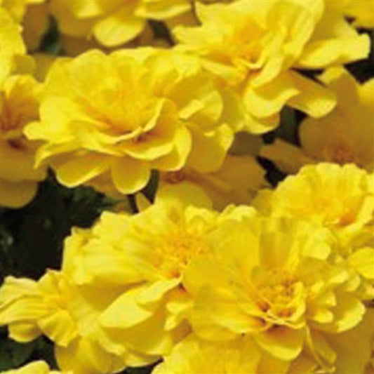 Marigold Seeds Marigold Safari Yellow 1,000 Seeds
