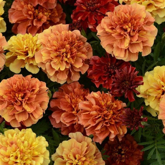 Marigold Seeds Strawberry Blonde French Marigold