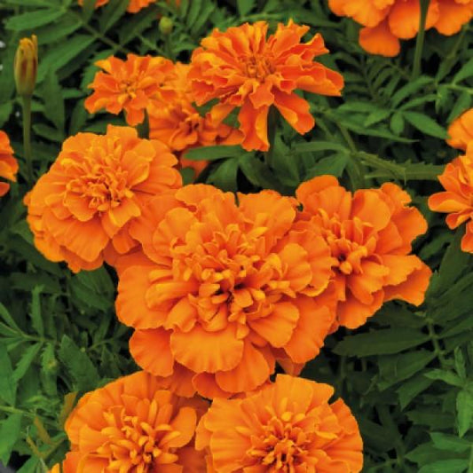 French Marigold Seeds Marigold Super Hero Deep Orange