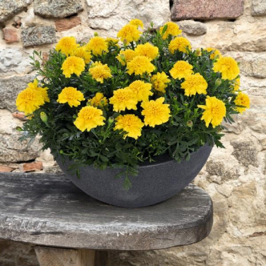 French Marigold Seeds Marigold Super Hero Deep Yellow