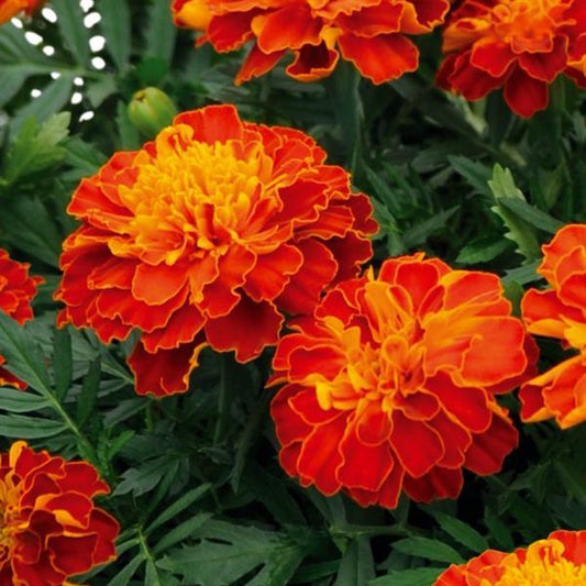 French Marigold Seeds Marigold Super Hero Harmony