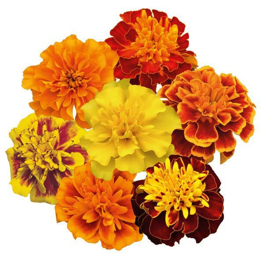 French Marigold Seeds Marigold Super Hero Maxi Mix