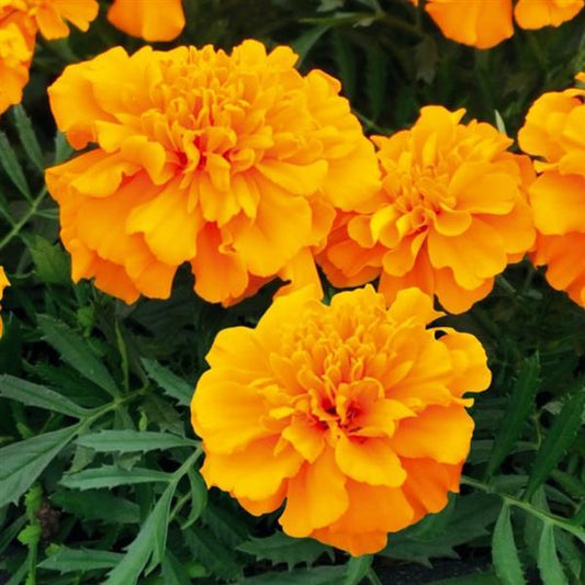 French Marigold Seeds Marigold Super Hero Orange