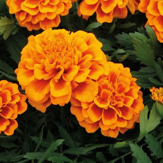French Marigold Seeds Marigold Super Hero Orange Bee
