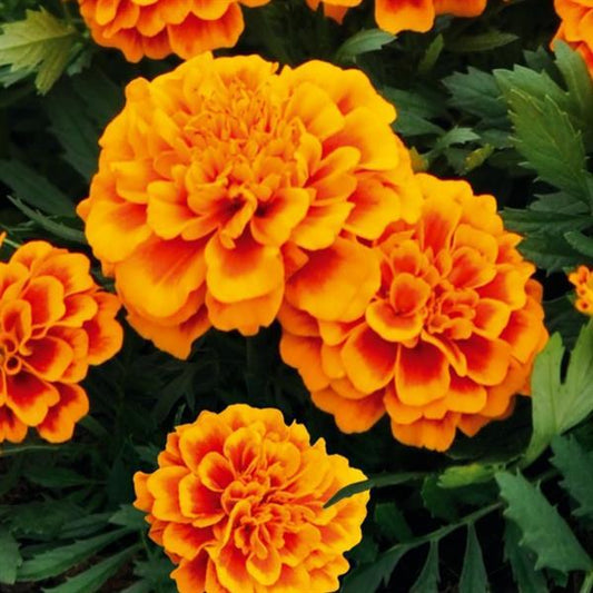 French Marigold Seeds Marigold Super Hero Orange Flame