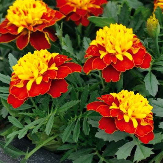French Marigold Seeds Marigold Super Hero Spry