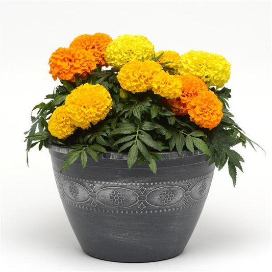 taishan marigold seeds Marigold Seeds African Marigold Taishan® Gold 1,000 Seeds – Buy Bulk Seeds