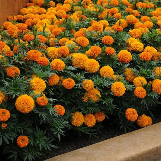 Marigold Seeds African Marigold Taishan® Orange 1,000 Seeds