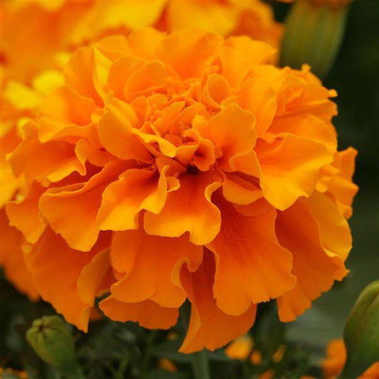 Marigold Seeds Triploid Marigold Zenith Deep Orange 1,000 Seeds