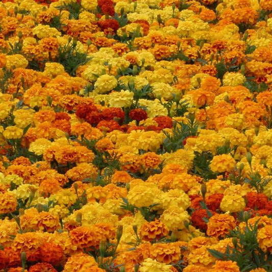 Marigold Seeds Triploid Marigold Zenith Mix 1,000 Seeds