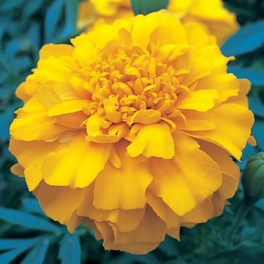 Marigold Seeds Triploid Marigold Zenith Orange 1,000 Seeds