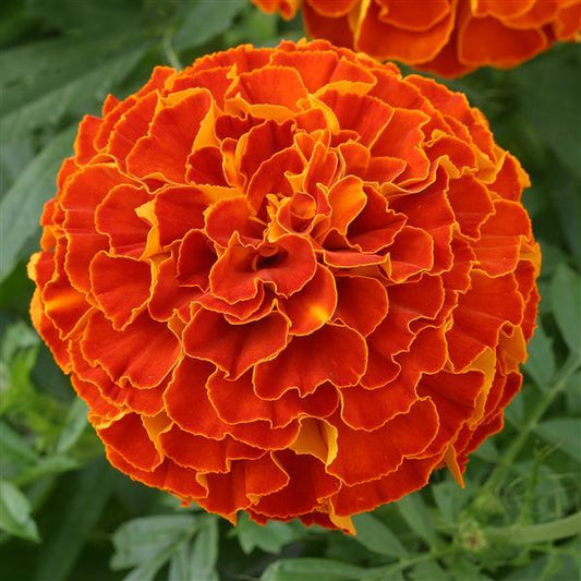 Marigold Seeds Triploid Marigold Zenith Red 1,000 Seeds