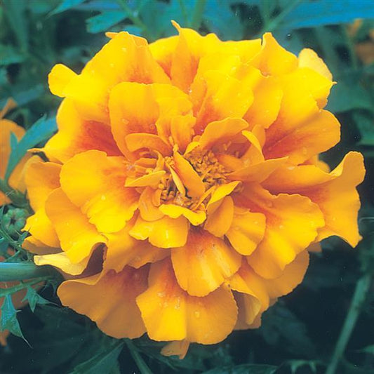 Marigold Seeds Triploid Marigold Zenith Red And Gold 1,000 Seeds