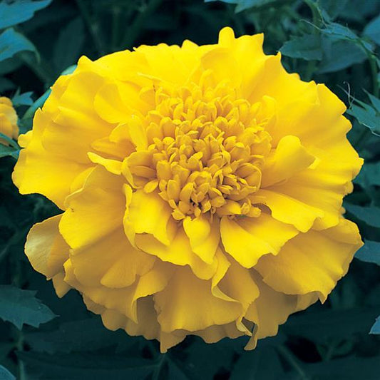 Marigold Seeds Triploid Marigold Zenith Yellow 1,000 Seeds