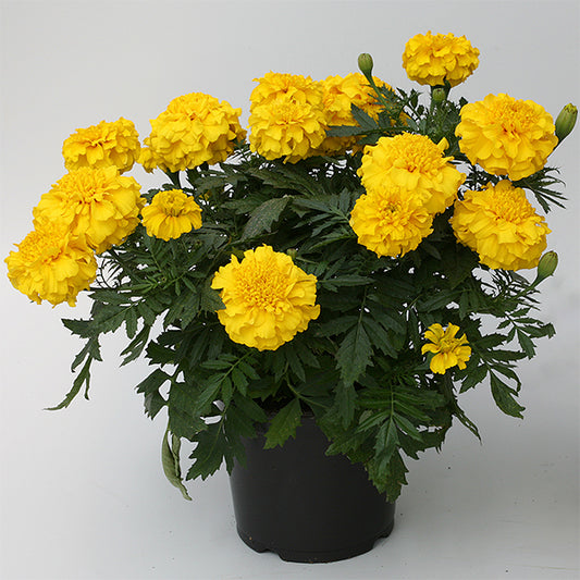 Marigold Seeds Triploid Marigold Zenith Yellow Lemon 1,000 Seeds