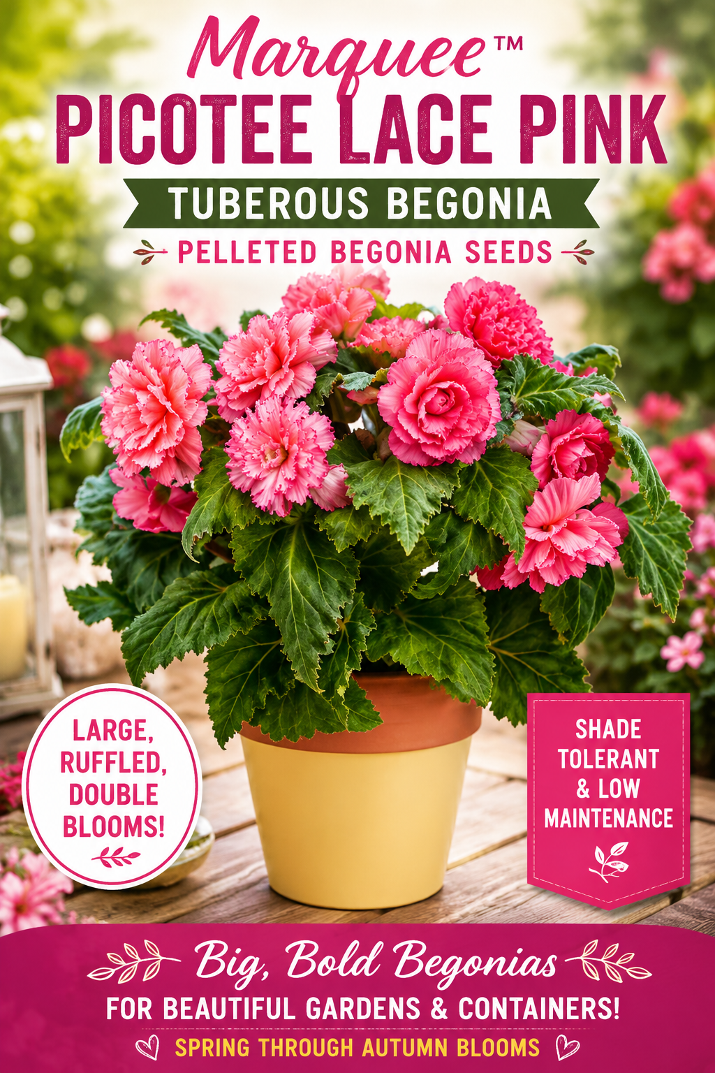 Pelleted Begonia Seeds Marquee™ Picotee Lace Pink Tuberous Begonia