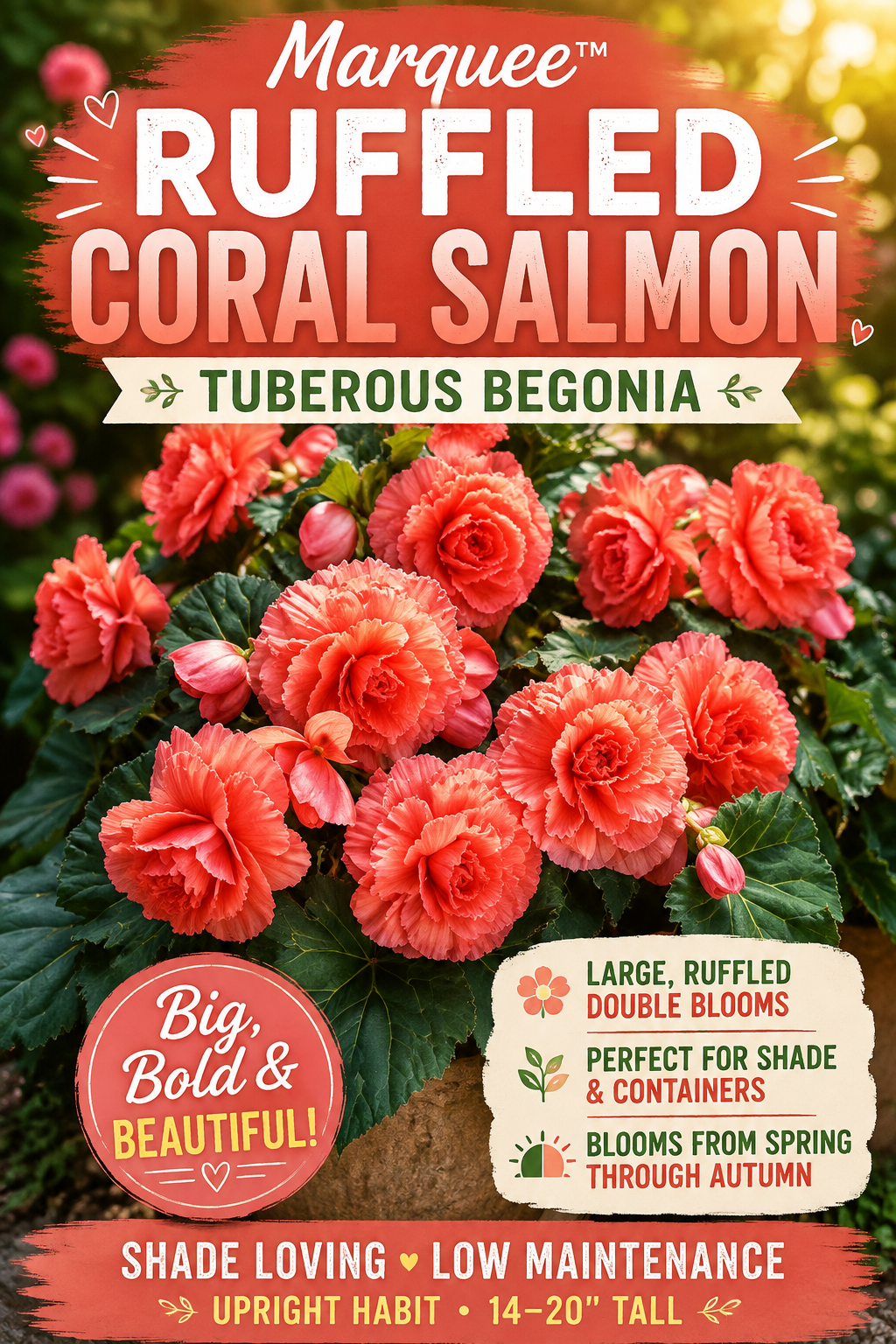 A promotional graphic for Marquee Ruffled Coral Salmon tuberoses, showing a cluster of large coral-pink flowers with green leaves on a garden-style background. Text overlays describe the plant as tuberous begonia, shade loving, low maintenance, and 14-20 inches tall, with a badge noting big bold beautiful blooms.