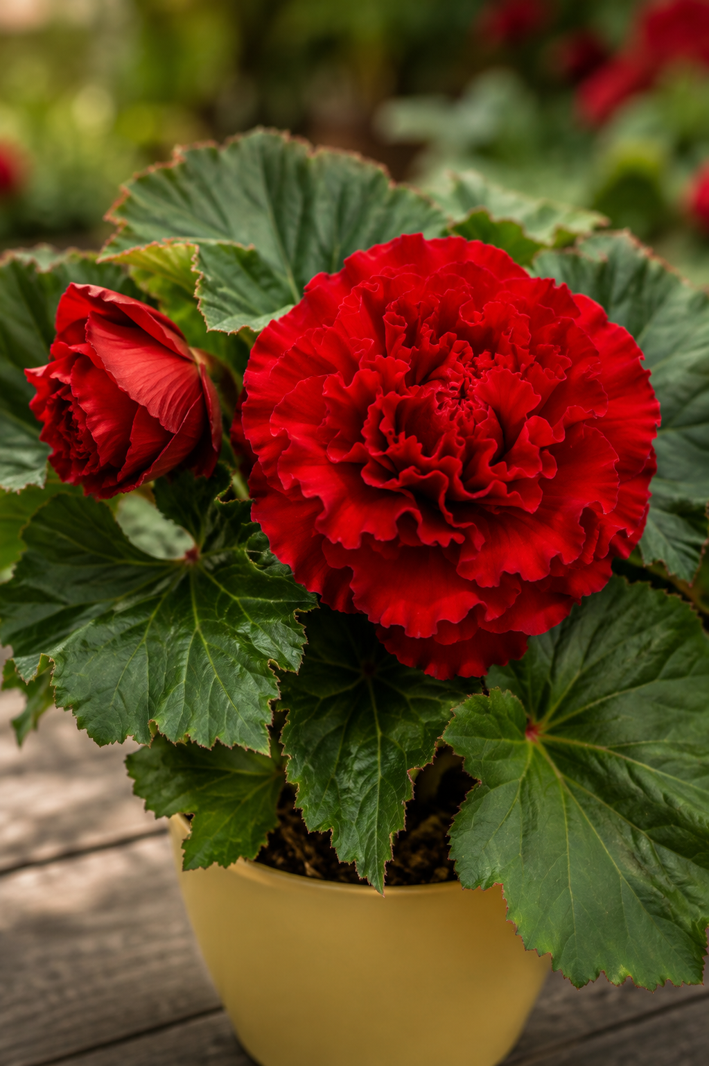 A potted red begonia plant with a large, ruffled red flower and green leaves, in a yellow pot on a wooden surface.