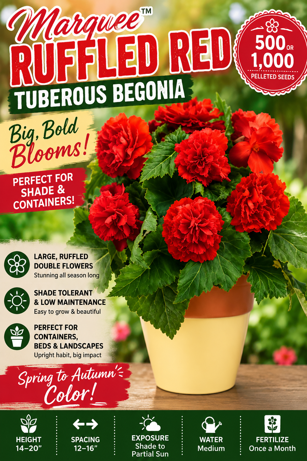 A Marquee Ruffled Red tuberoses begonia plant in a yellow pot, shown on a colorful promotional graphic with text highlighting its large, ruffled red flowers and green leaves.