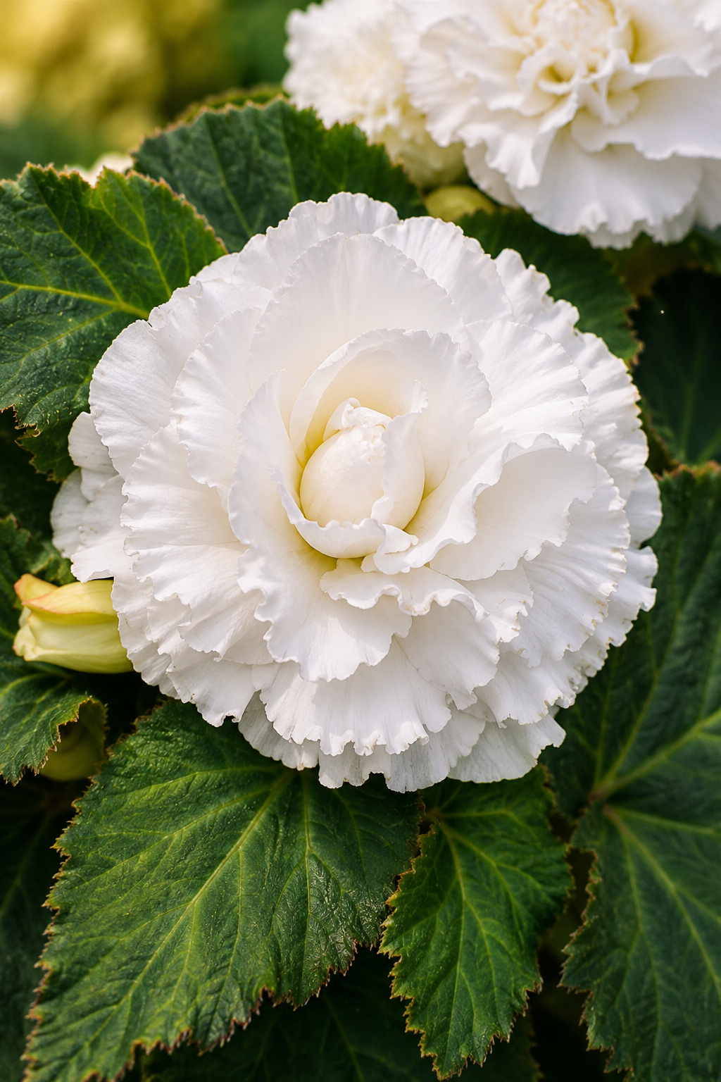 Pelleted Begonia Seeds Marquee™ Ruffled White Tuberous Begonia