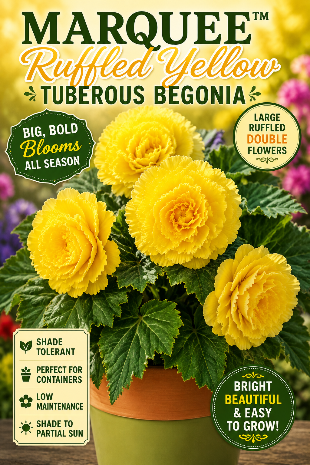 Front label of a Marquee Ruffled Yellow Tuberous Begonia plant, showing several bright yellow double flowers with green leaves in a terracotta pot against a blurred garden background. Large text reads 'MARQUEE Ruffled Yellow Tuberous Begonia' with feature callouts including 'Big, Bold Blooms All Season' and 'Large Ruffled Double Flowers.