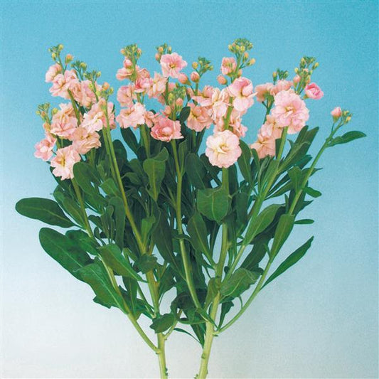 1,000 Matthiola Seeds Chanter Apricot Cut Flower