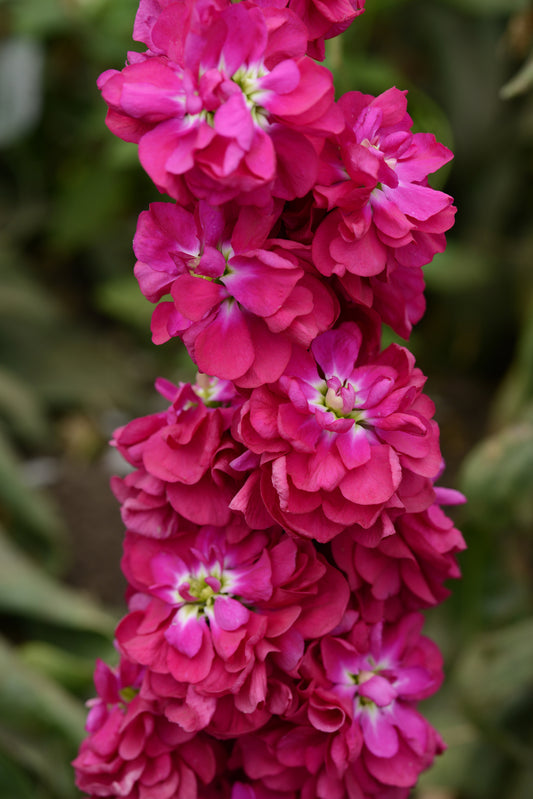 Matthiola Seeds Column Stock Miracle Crimson Cut Flower
