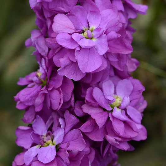 Matthiola Seeds Column Stock Miracle Blue Mid Cut Flower