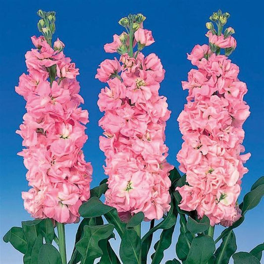 Matthiola Seeds Iron Pink Cut Flower 1,000 Seeds