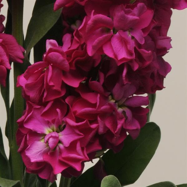 Matthiola Seeds Katz Crimson Cut Flower 1,000 Seeds