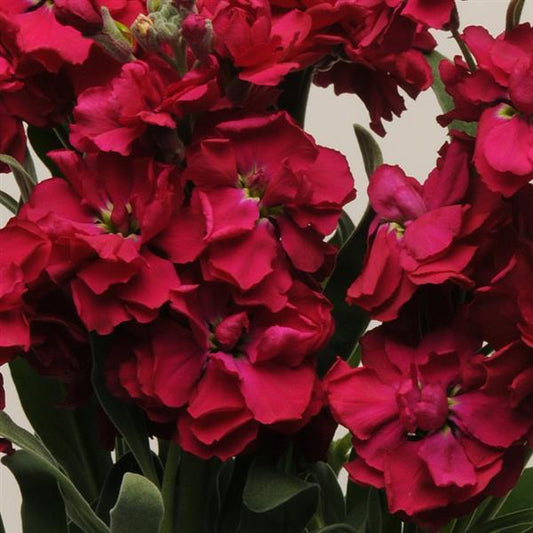 Matthiola Seeds Katz Ruby Cut Flower 1,000 Seeds