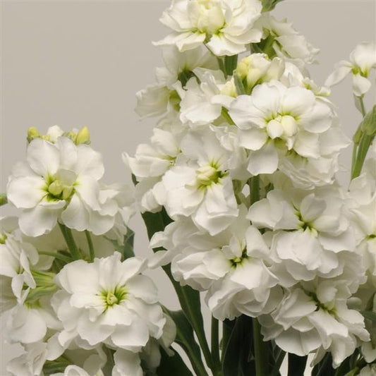 Matthiola Seeds Katz White Cut Flower 1,000 Seeds