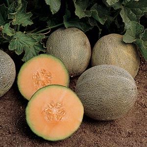 Melon Seeds Melon Ambrosia Vegetable Seeds