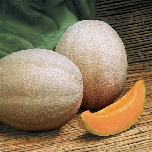 Melon Seeds Melon Aphrodite Vegetable Seeds