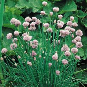 Onion Chives Seeds Organic Vegetable Seeds