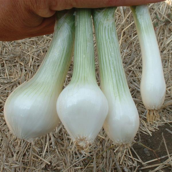 Onion Seeds White Lisbon Vegetable Seeds