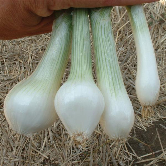 Onion Seeds White Lisbon Vegetable Seeds