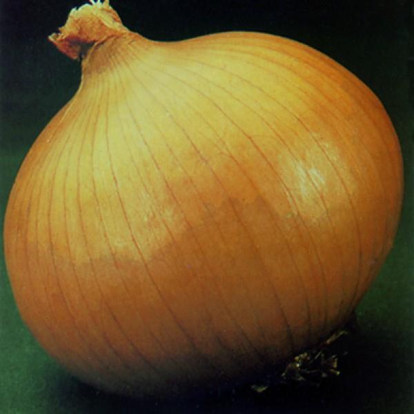 Onion Seeds Onion Yellow Granex Vegetable Seeds F1