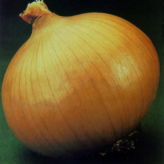 Onion Seeds Onion Yellow Granex Vegetable Seeds F1